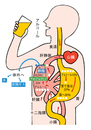 「12の飲酒ルール」