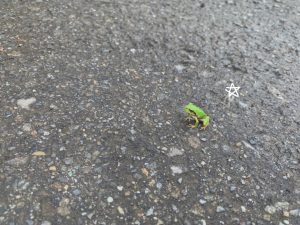 かえる *