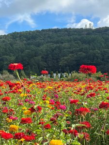 河口湖・山中湖観光