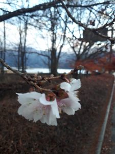 「冬桜」