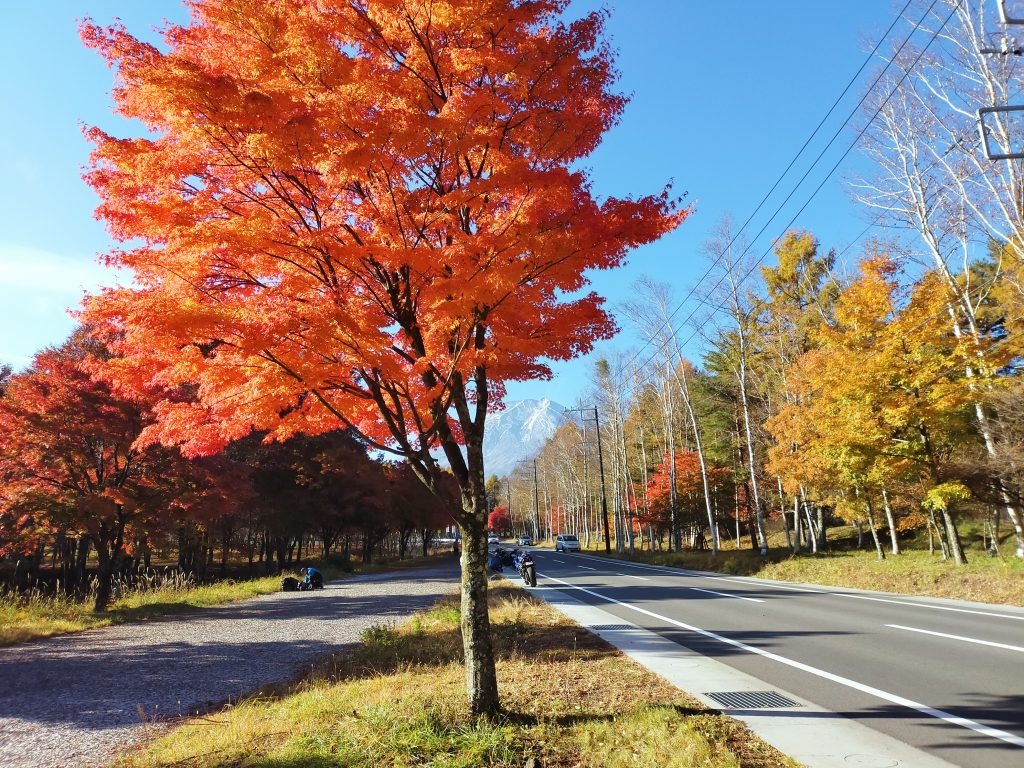 紅葉真っ盛り