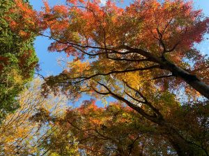 秋晴れ と 紅葉 *