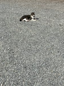 ぽかぽか陽気