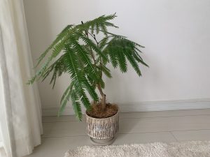 エバーフレッシュ *