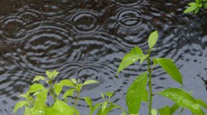 予報通りの雨。。