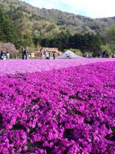 富士芝桜