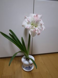 アマリリス咲きました