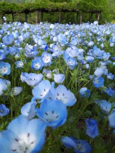 クラフトパークの「ネモフィラ」