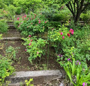 庭園　薔薇