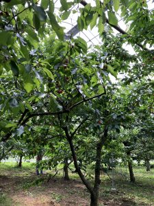 さくらんぼ狩り🍒