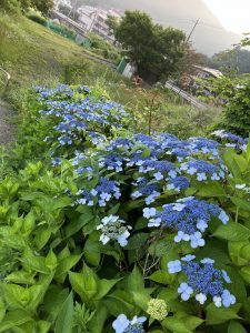 紫陽花