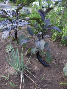 我が家の菜園報告