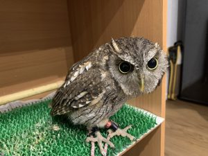 はじめまして *