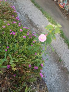 🌸朝顔🌸