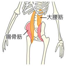 つまずきには「大腰筋の鍛錬」