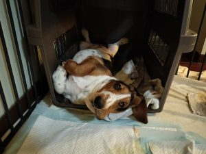 愛犬