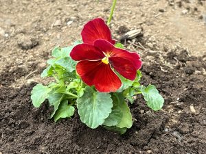 花植えボランティア ⚘