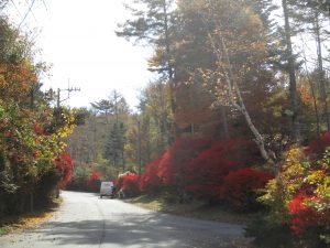 富士桜高原