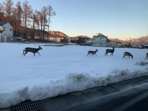 まさかの遭遇 *