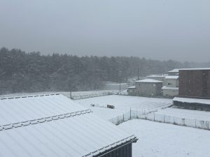 雪ですね、、