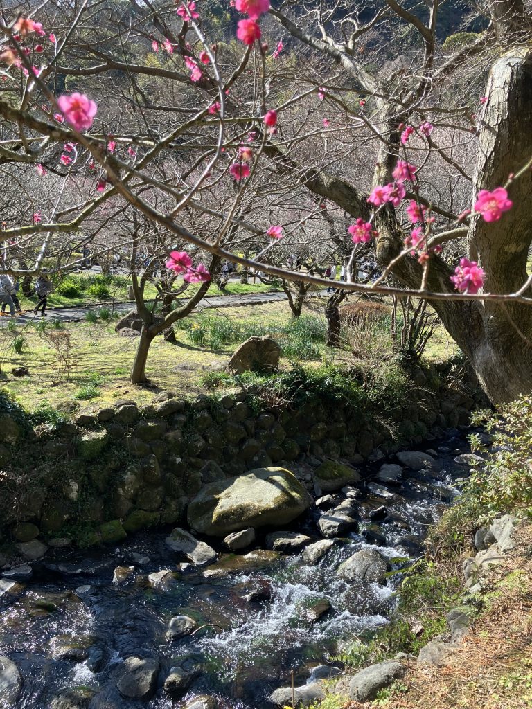 「熱海梅園」