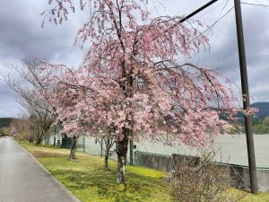 甲府桜の開花宣言