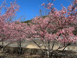 桜さくら。。