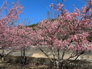 桜さくら。。