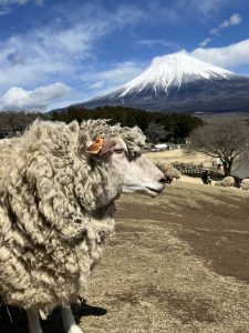 まかいの牧場