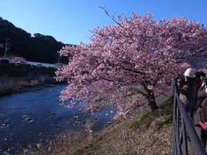 待ち遠しい桜の開花