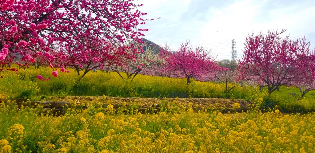 桃源郷菜の花畑