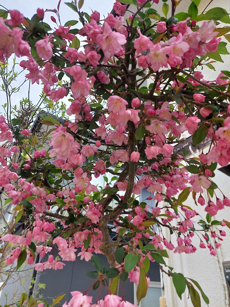 庭の花