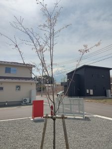 花は桜木