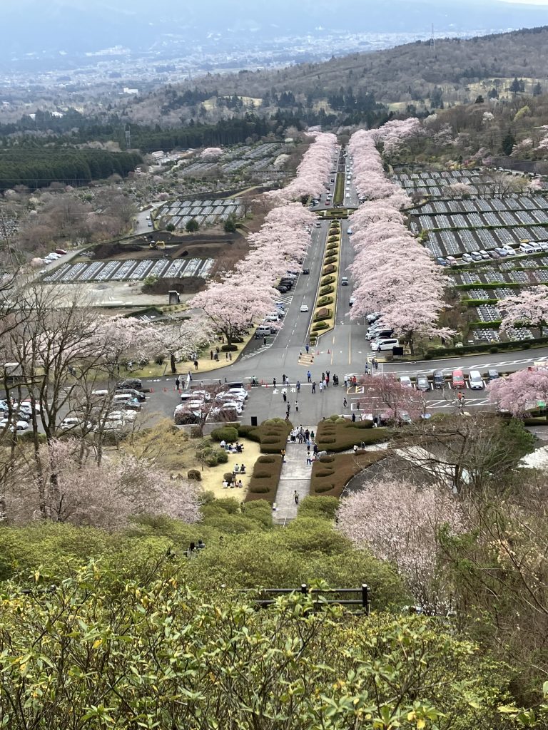 桜見物