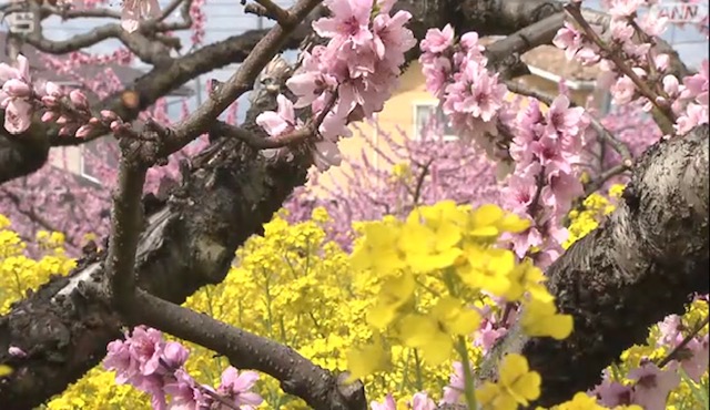 桃と菜の花の二重奏 ♣