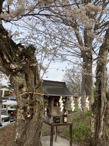 「神社例祭と桜」