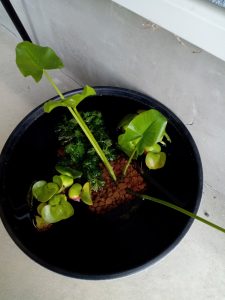 メダカ