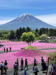 芝桜と富士山。。