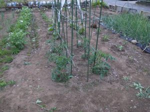我が家の菜園報告