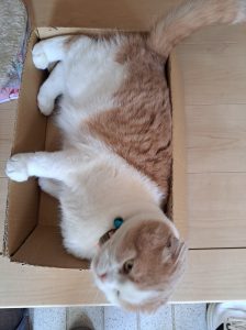 マロン