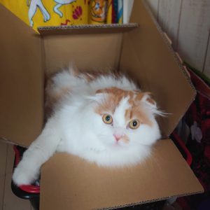 🐈🐈(=^・^=)♪