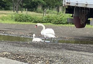 白鳥の通せんぼ