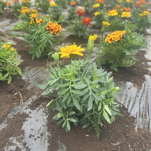花植えボランティア⚘
