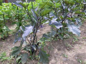 我が家の菜園報告
