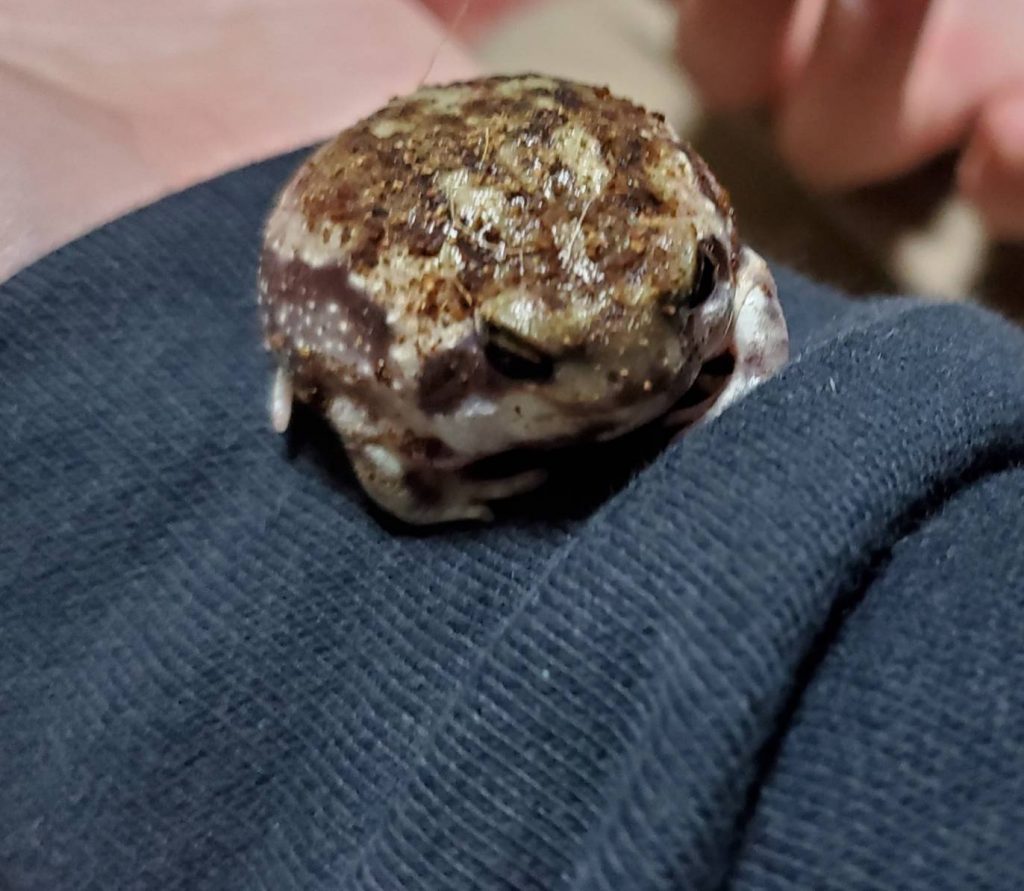 アメフクラガエルの餌やり