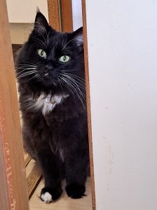 猫の健康診断