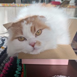 夏の🐈もふもふ🐈