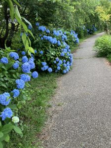 紫陽花