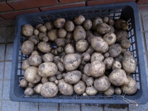 我が家の菜園報告