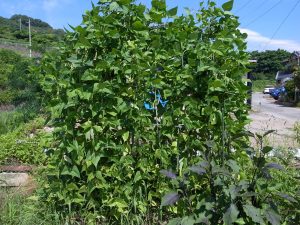 我が家の菜園報告